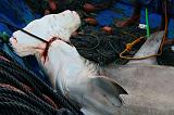 IMG_4118 squalo martello, mercato del pesce Al-Hudayda